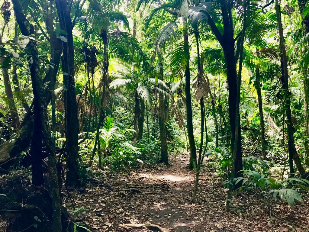 Jungles Costa Rica